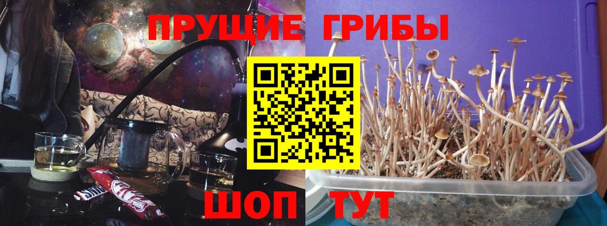 Псилоцибиновые грибы прущие грибы Анапа